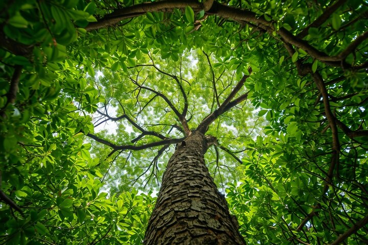 large mother tree in a forest