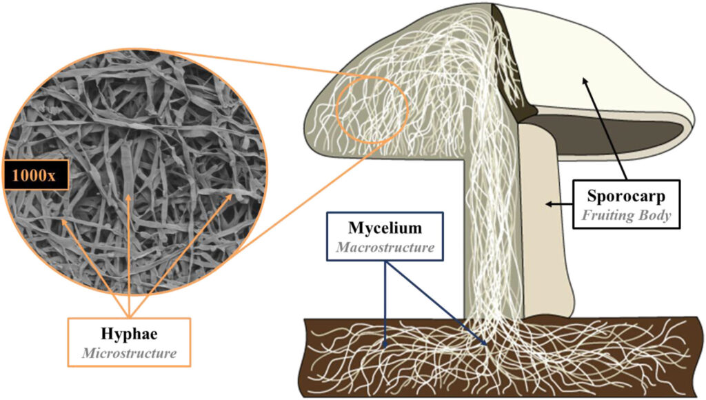 fungus structure diagram_mycelium, hyphae and sporocarp 