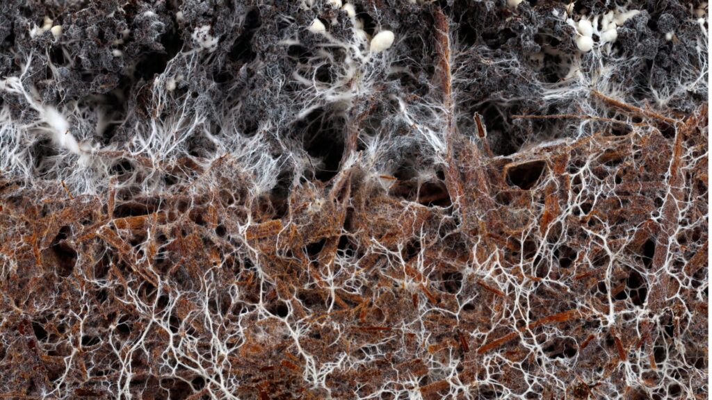 view of mycelium on plant roots in soil